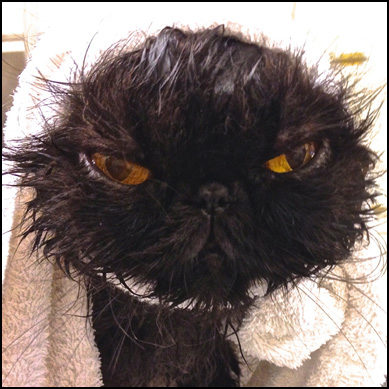 Ottawa Cat Grooming